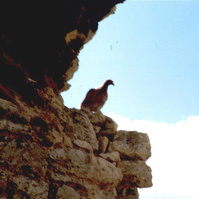 130.jpg